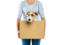 Dog in a box for moving houses image