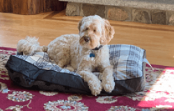 Brewster as a model for blog post on dog car seats